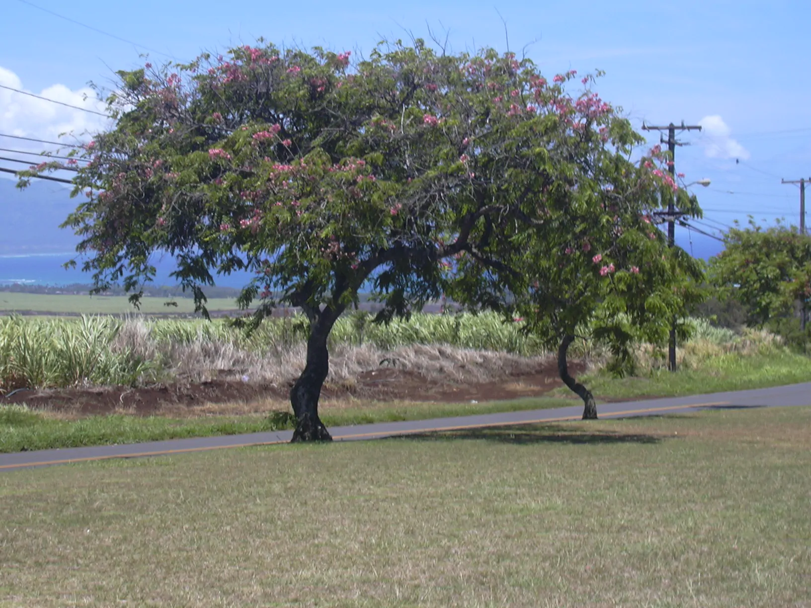 Cassia javanica subsp. agnes / Cassia javanica subsp. nodosa - Java cassia, pink shower, apple blossom tree, rainbow shower tree, balayong - Image 2
