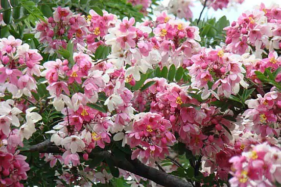 Cassia javanica subsp. agnes / Cassia javanica subsp. nodosa - Java cassia, pink shower, apple blossom tree, rainbow shower tree, balayong - Image 5