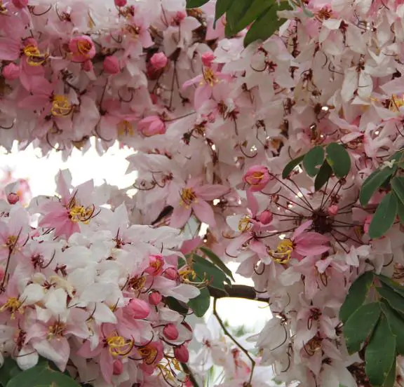 Cassia javanica subsp. agnes / Cassia javanica subsp. nodosa - Java cassia, pink shower, apple blossom tree, rainbow shower tree, balayong - Image 7