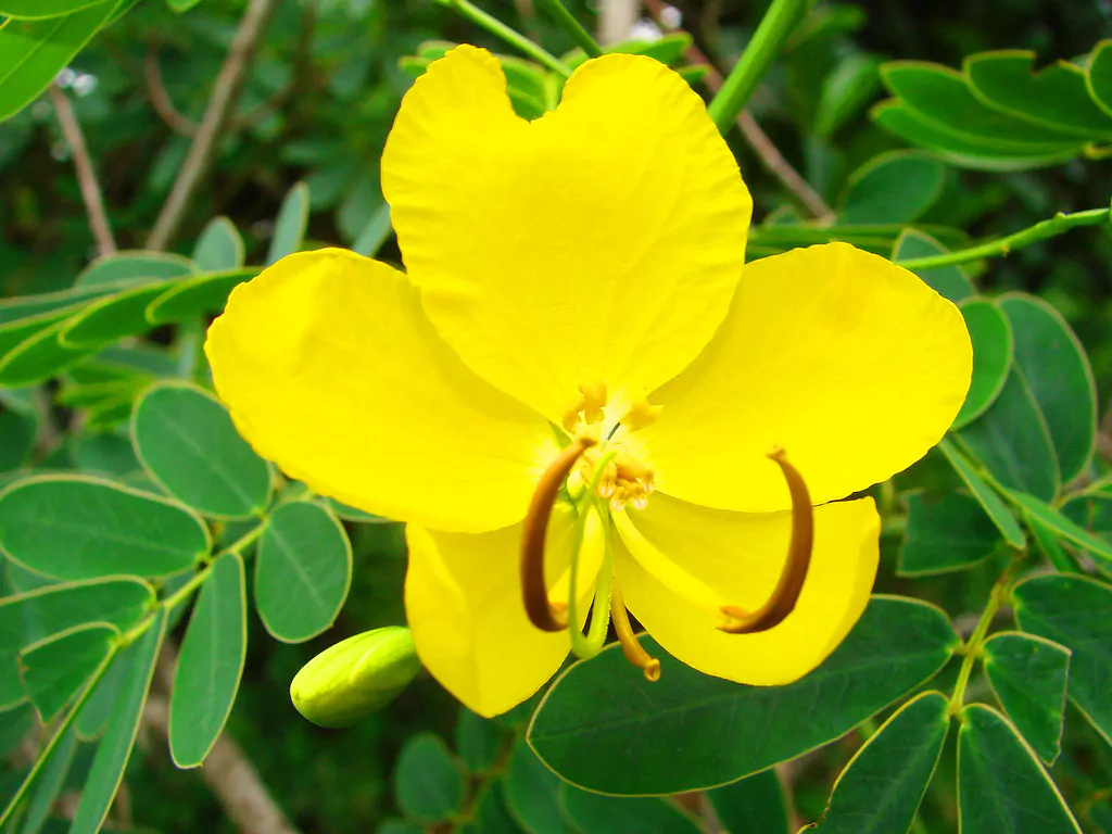 Cassia occidentalis / Senna occidentalis - coffee senna, coffeeweed