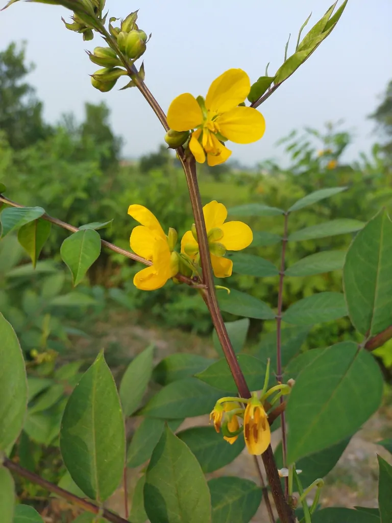 Cassia occidentalis / Senna occidentalis - coffee senna, coffeeweed - Image 2