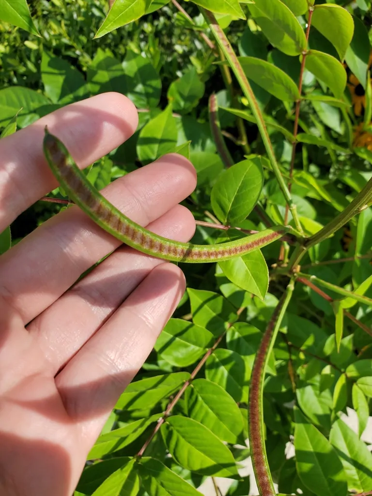 Cassia occidentalis / Senna occidentalis - coffee senna, coffeeweed - Image 4