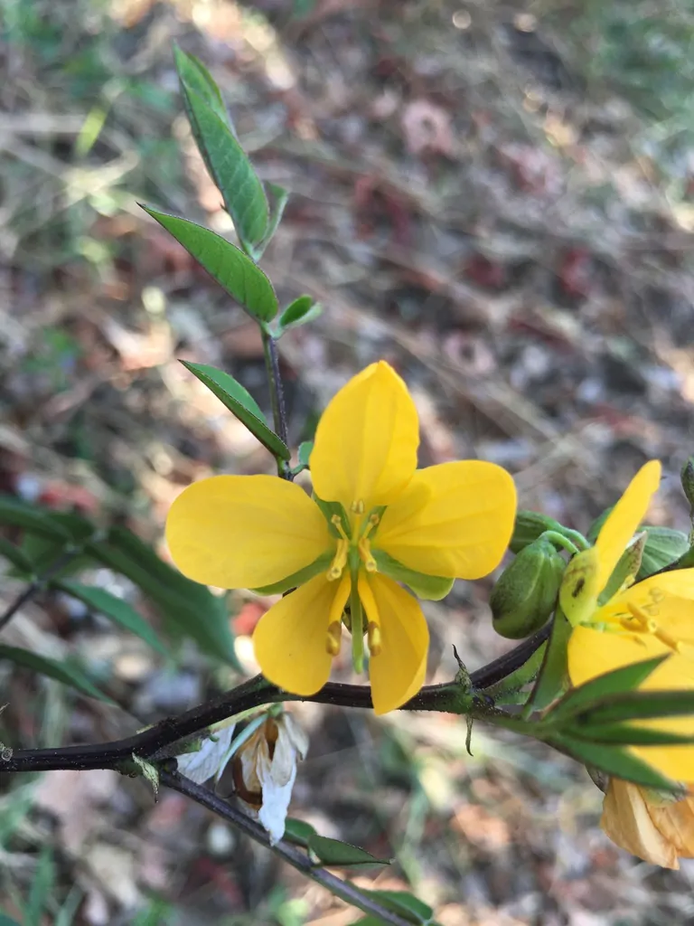 Cassia occidentalis / Senna occidentalis - coffee senna, coffeeweed - Image 5