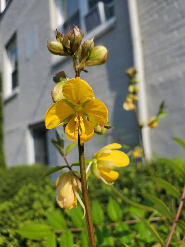 Cassia occidentalis / Senna occidentalis - coffee senna, coffeeweed - Image 6