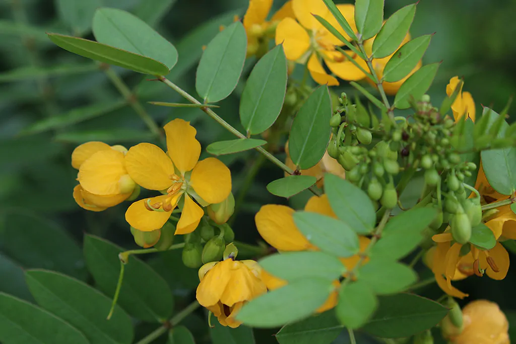 Cassia occidentalis / Senna occidentalis - coffee senna, coffeeweed - Image 7