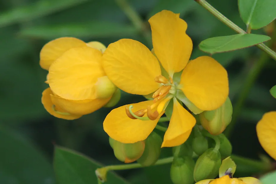 Cassia occidentalis / Senna occidentalis - coffee senna, coffeeweed - Image 8
