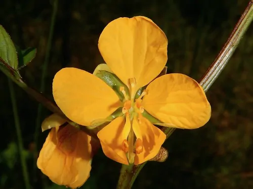 Cassia occidentalis / Senna occidentalis - coffee senna, coffeeweed - Image 9