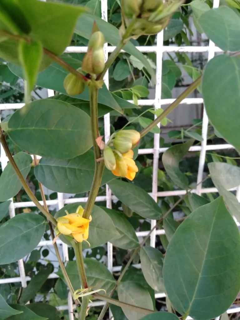 Cassia occidentalis / Senna occidentalis - coffee senna, coffeeweed - Image 10