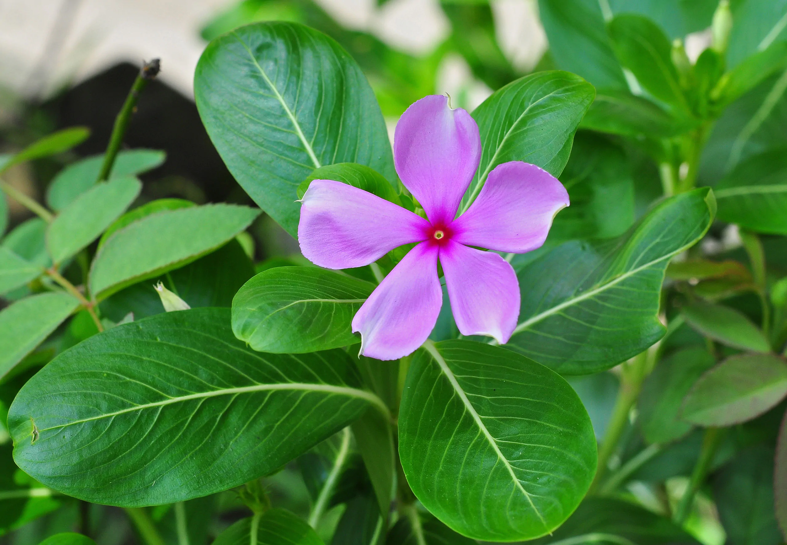 Catharanthus roseus - Bright Eyes, Cape Periwinkle, Graveyard Plant, Madagascar Periwinkle, Old maid