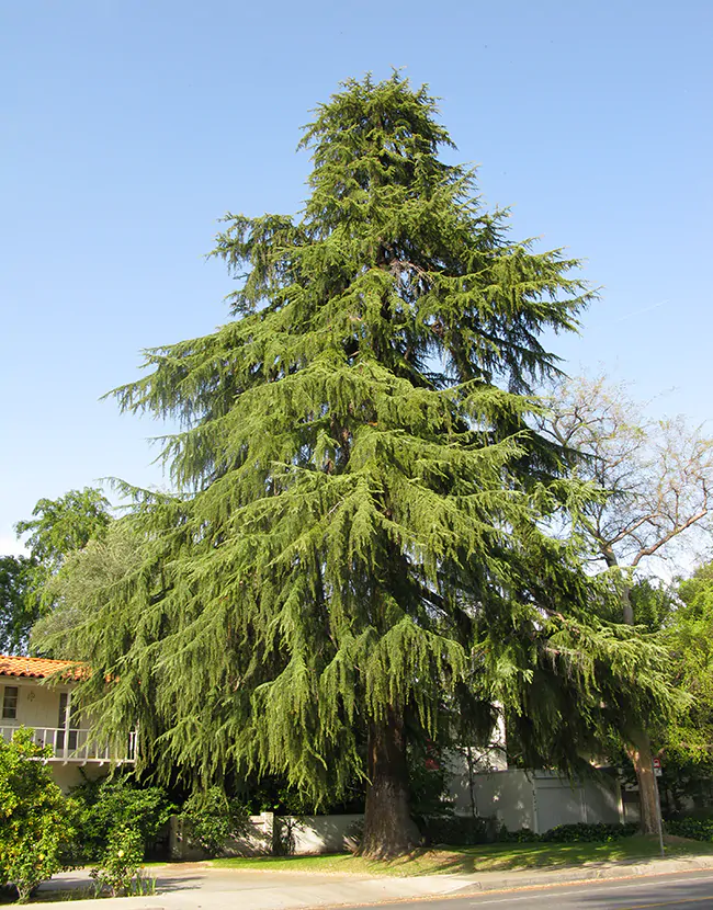 Cedrus deodara - Himalaya cedar - deodar - Image 2