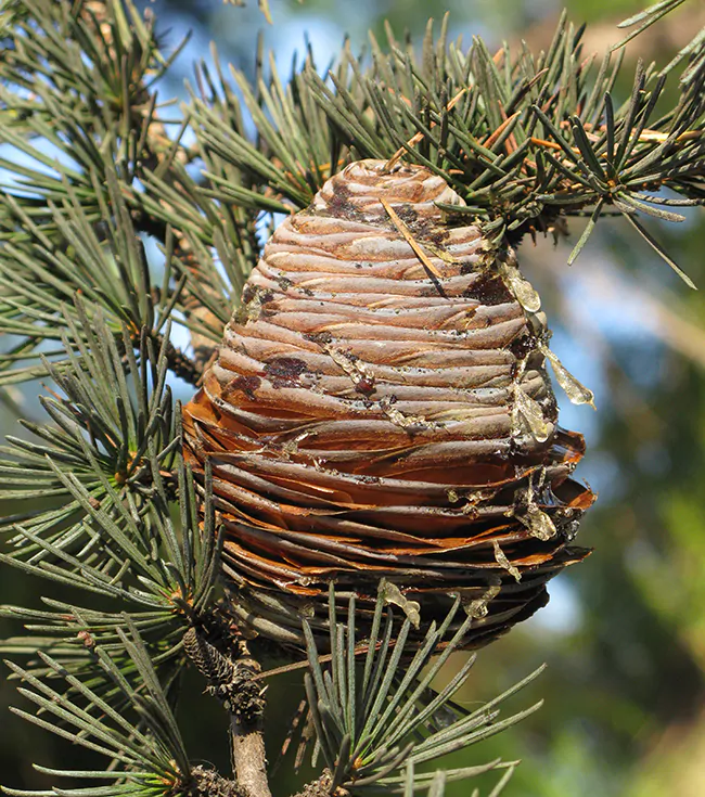 Cedrus deodara - Himalaya cedar - deodar - Image 3