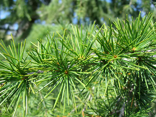 Cedrus deodara - Himalaya cedar - deodar - Image 4