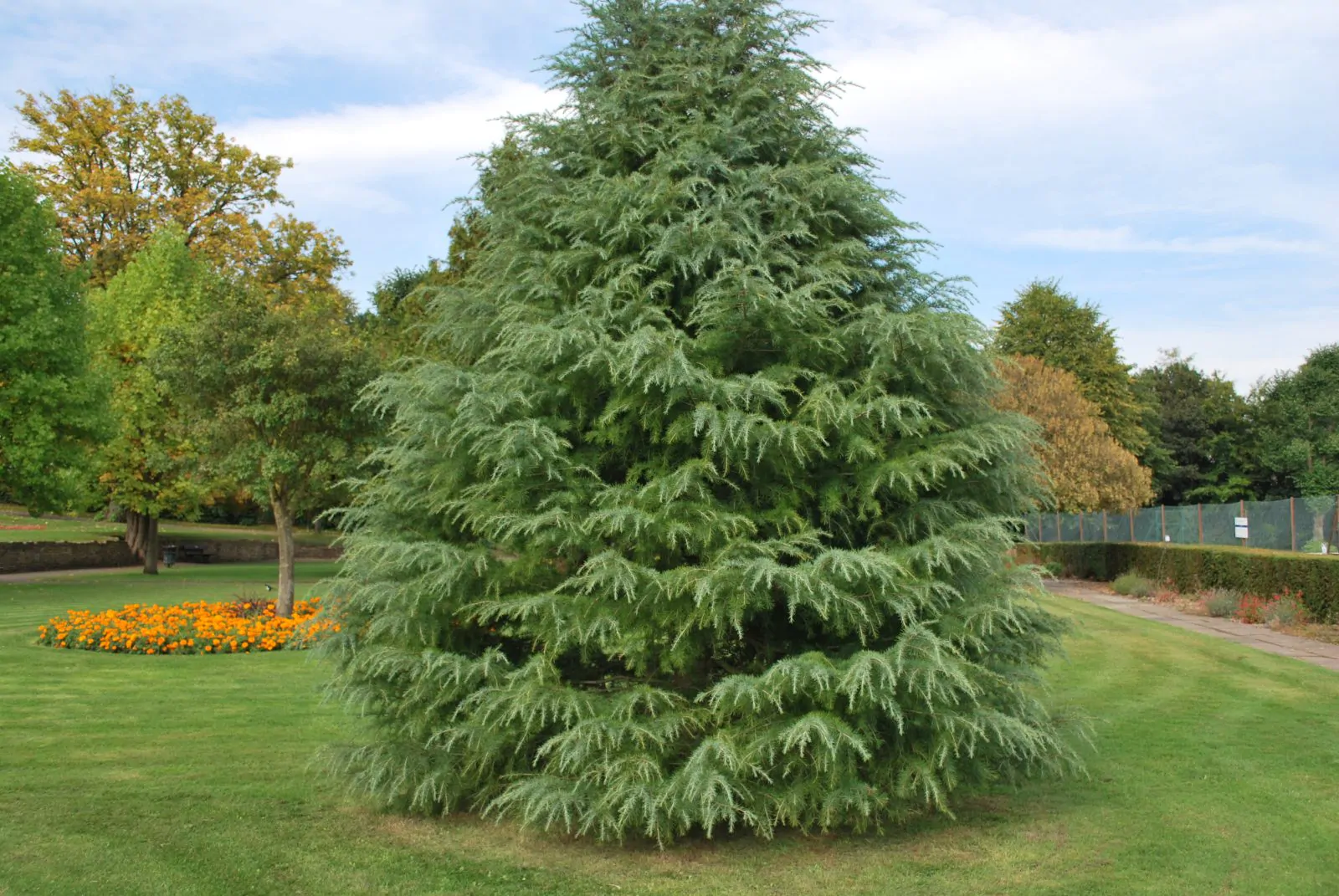 Cedrus deodara - Himalaya cedar - deodar - Image 5