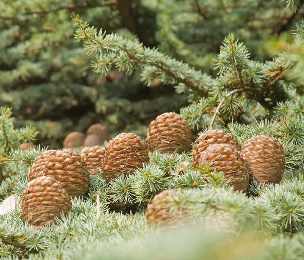 Cedrus deodara - Himalaya cedar - deodar - Image 7
