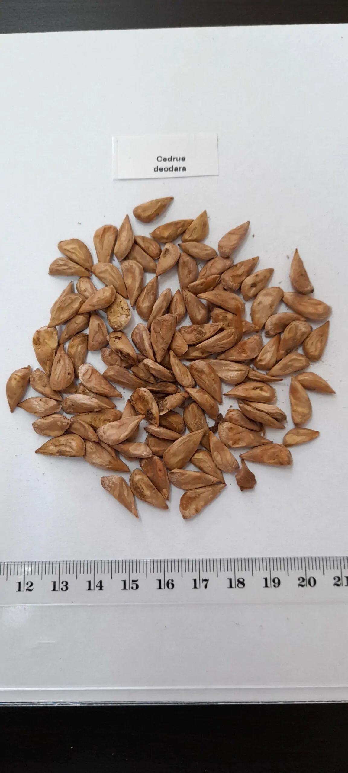 Cedrus deodara - Himalaya cedar - deodar - Image 8