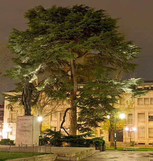 Cedrus libani var. libani - Lebanon Cedar