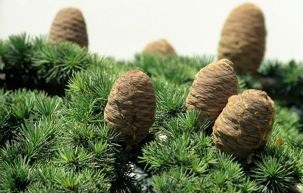 Cedrus libani var. libani - Lebanon Cedar - Image 4
