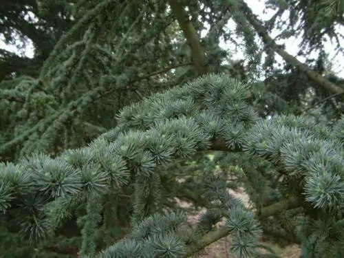 Cedrus libani var. libani - Lebanon Cedar - Image 5