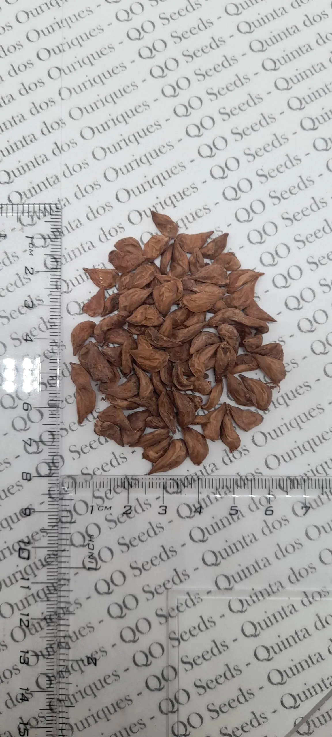 Cedrus libani var. libani - Lebanon Cedar - Image 6