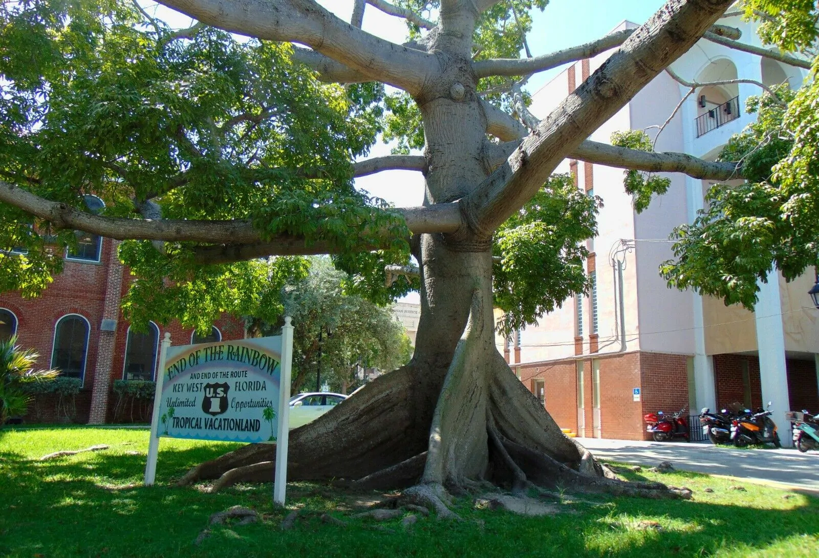 Ceiba pentandra - Kapok Tree, Ceiba, Java Cotton, Java Kapok, Silk-Cotton, Samauma