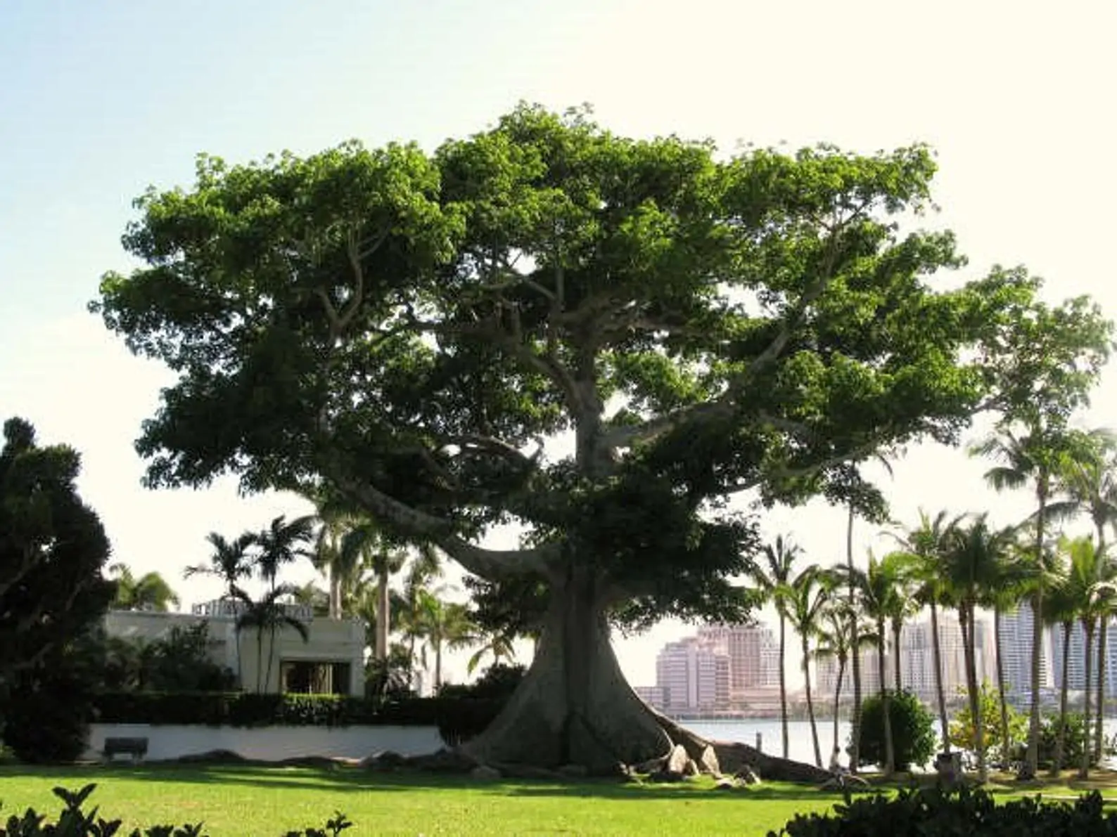 Ceiba pentandra - Kapok Tree, Ceiba, Java Cotton, Java Kapok, Silk-Cotton, Samauma - Image 2