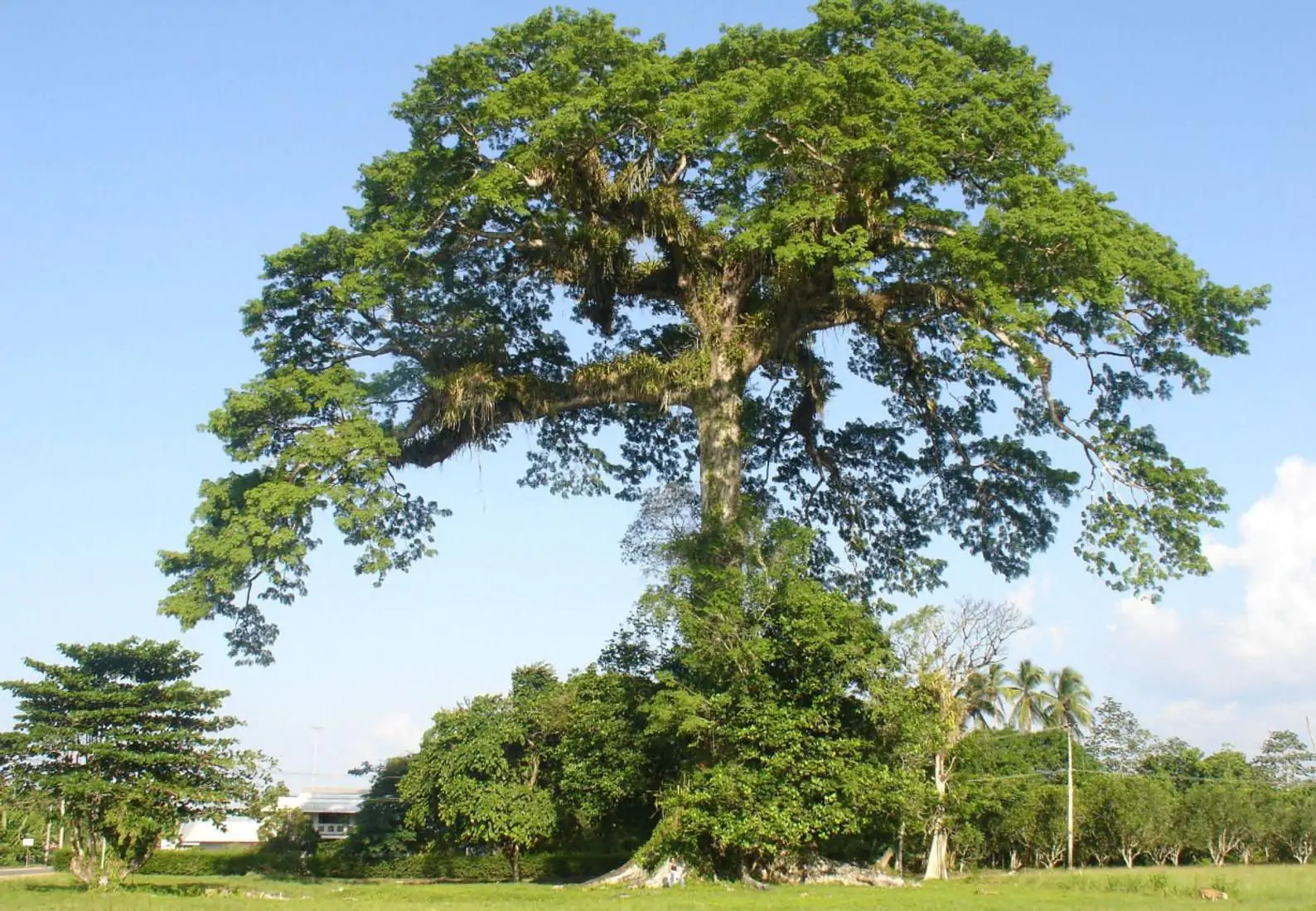 Ceiba pentandra - Kapok Tree, Ceiba, Java Cotton, Java Kapok, Silk-Cotton, Samauma - Image 4
