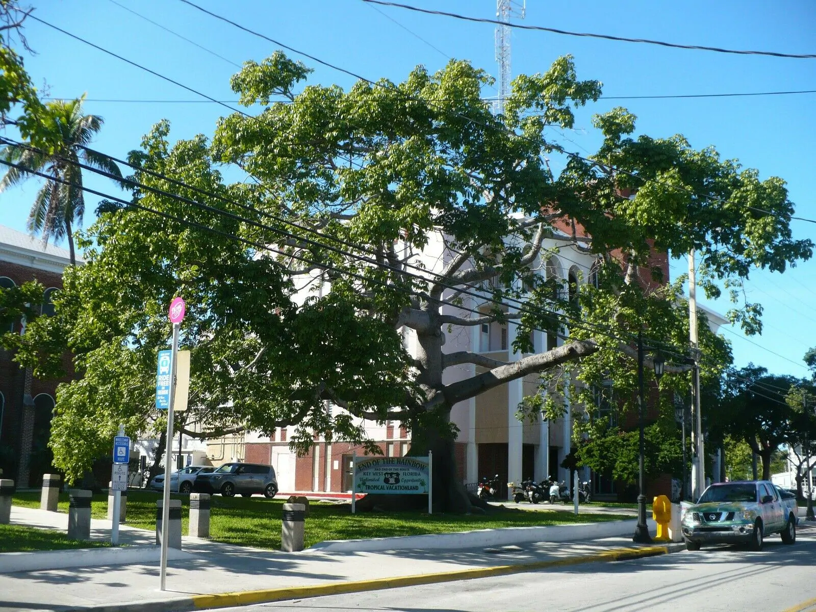 Ceiba pentandra - Kapok Tree, Ceiba, Java Cotton, Java Kapok, Silk-Cotton, Samauma - Image 5