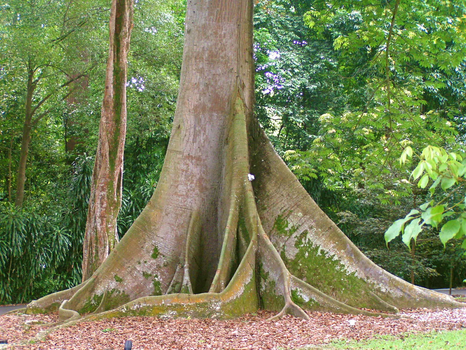 Ceiba pentandra - Kapok Tree, Ceiba, Java Cotton, Java Kapok, Silk-Cotton, Samauma - Image 7