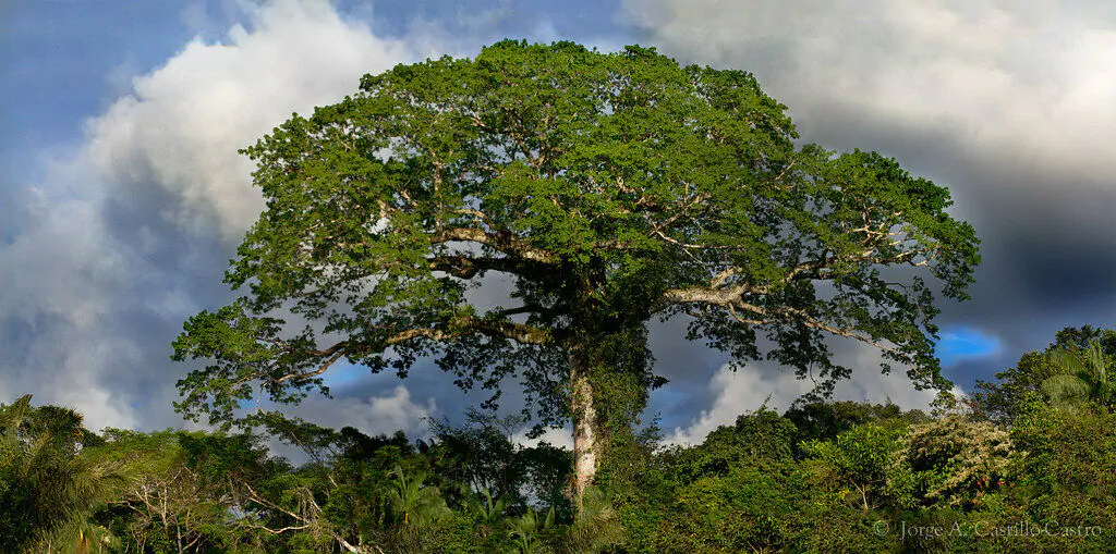 Ceiba pentandra - Kapok Tree, Ceiba, Java Cotton, Java Kapok, Silk-Cotton, Samauma - Image 8