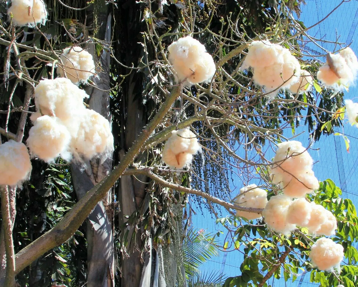 Ceiba pentandra - Kapok Tree, Ceiba, Java Cotton, Java Kapok, Silk-Cotton, Samauma - Image 9