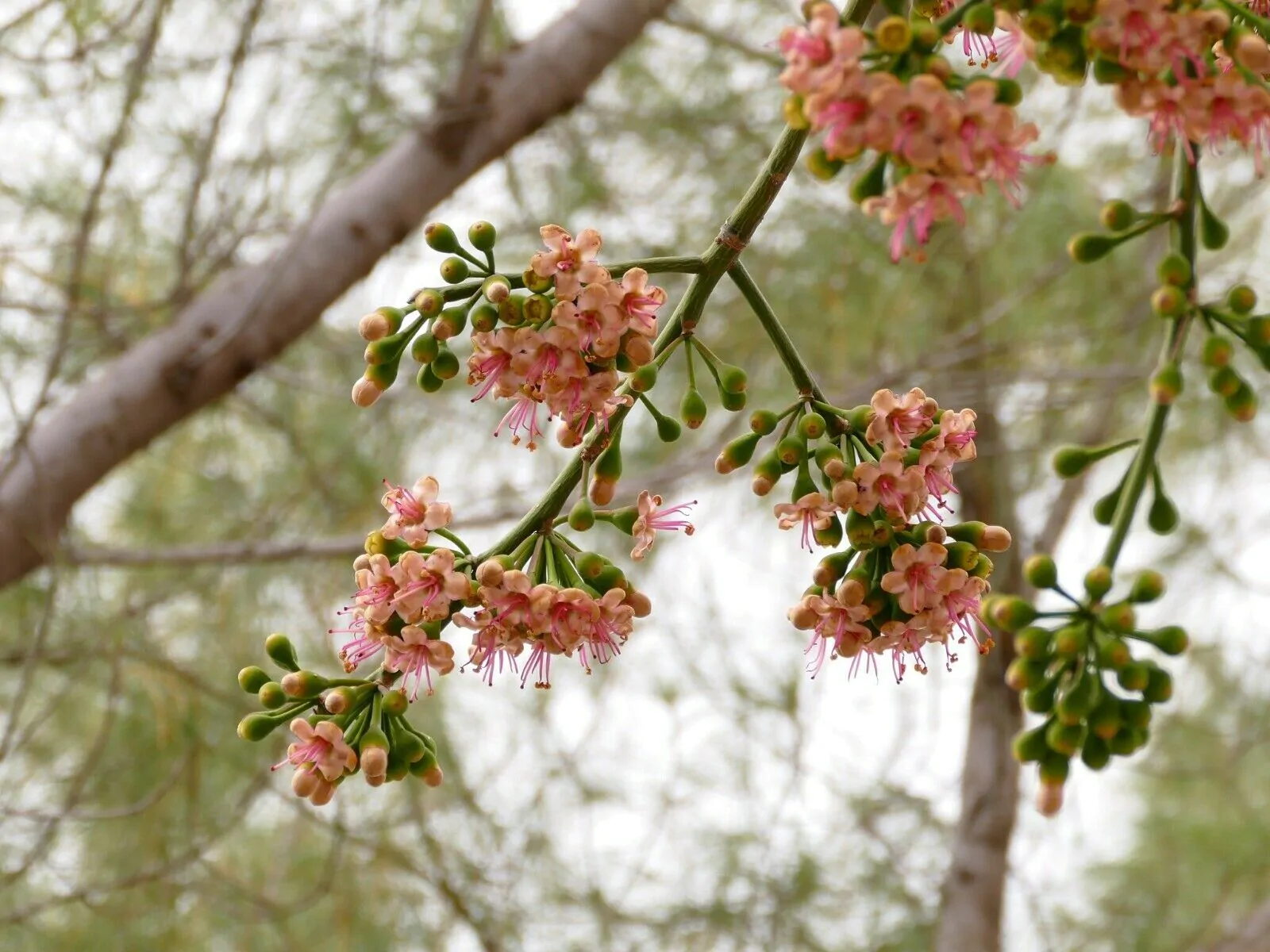 Ceiba pentandra - Kapok Tree, Ceiba, Java Cotton, Java Kapok, Silk-Cotton, Samauma - Image 10