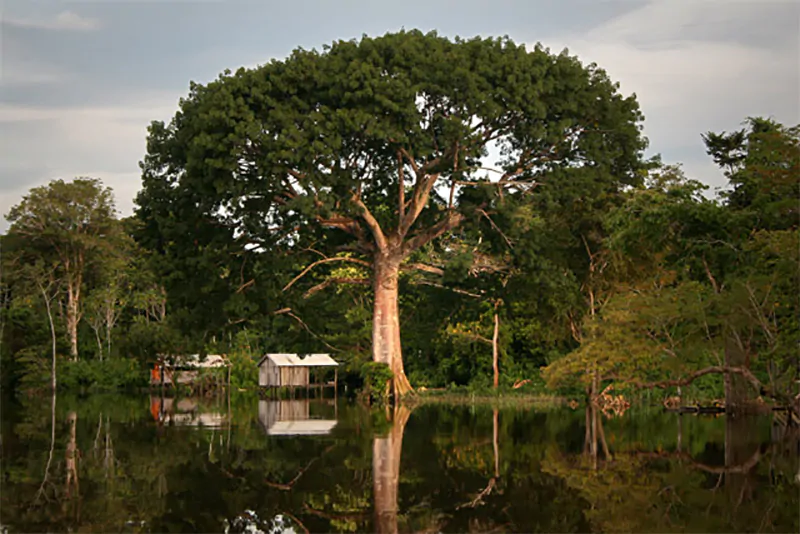 Ceiba pentandra - Kapok Tree, Ceiba, Java Cotton, Java Kapok, Silk-Cotton, Samauma - Image 11