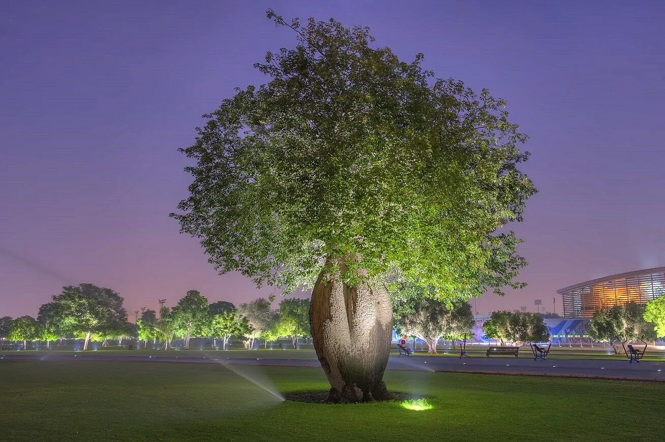 Ceiba speciosa - Bottle tree - Image 5