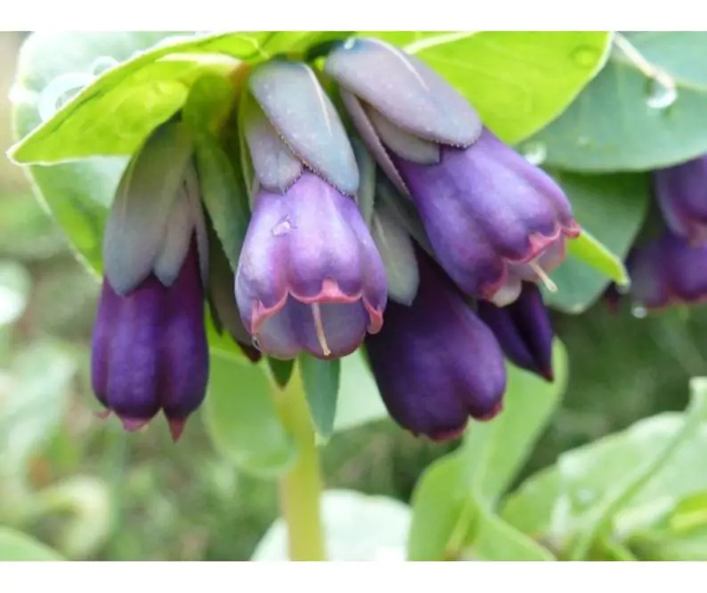 Cerinthe major - Honeywort, Pride of Gibraltar, Purple Wax Flower - Image 4