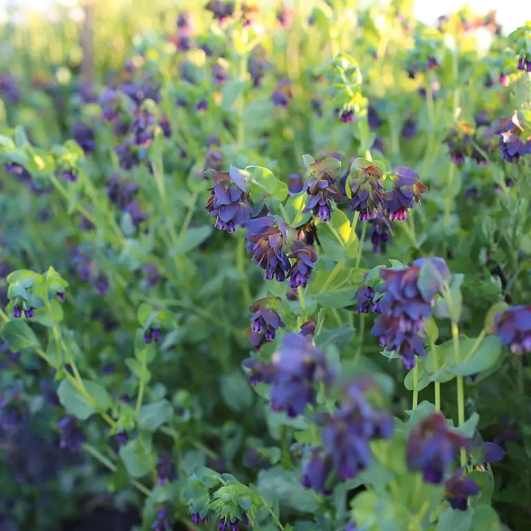 Cerinthe major - Honeywort, Pride of Gibraltar, Purple Wax Flower - Image 5