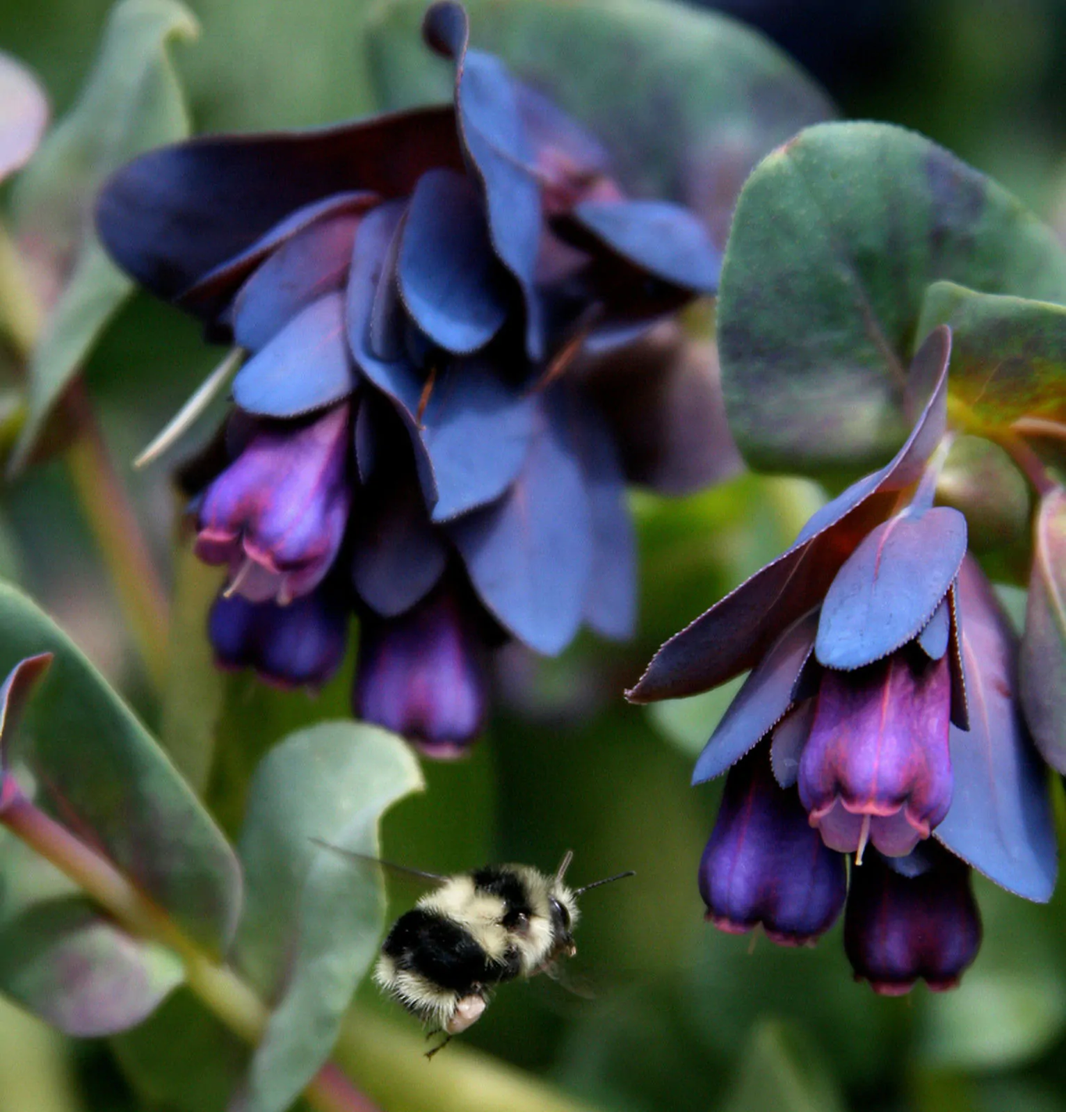 Cerinthe major - Honeywort, Pride of Gibraltar, Purple Wax Flower - Image 6