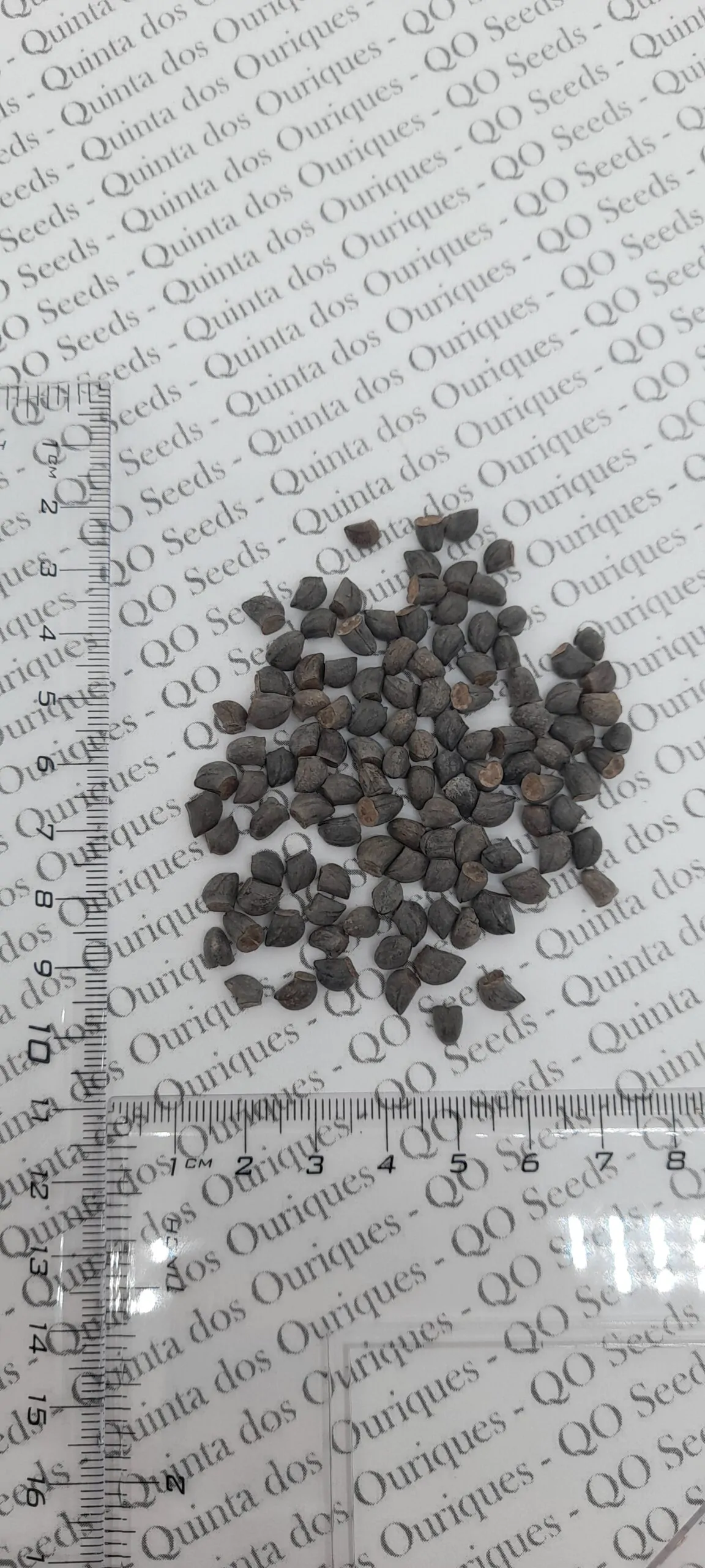 Cerinthe major - Honeywort, Pride of Gibraltar, Purple Wax Flower - Image 7