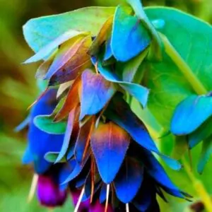 Cerinthe major - Honeywort, Pride of Gibraltar, Purple Wax Flower