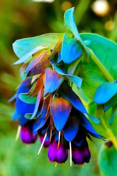 Cerinthe major - Honeywort, Pride of Gibraltar, Purple Wax Flower