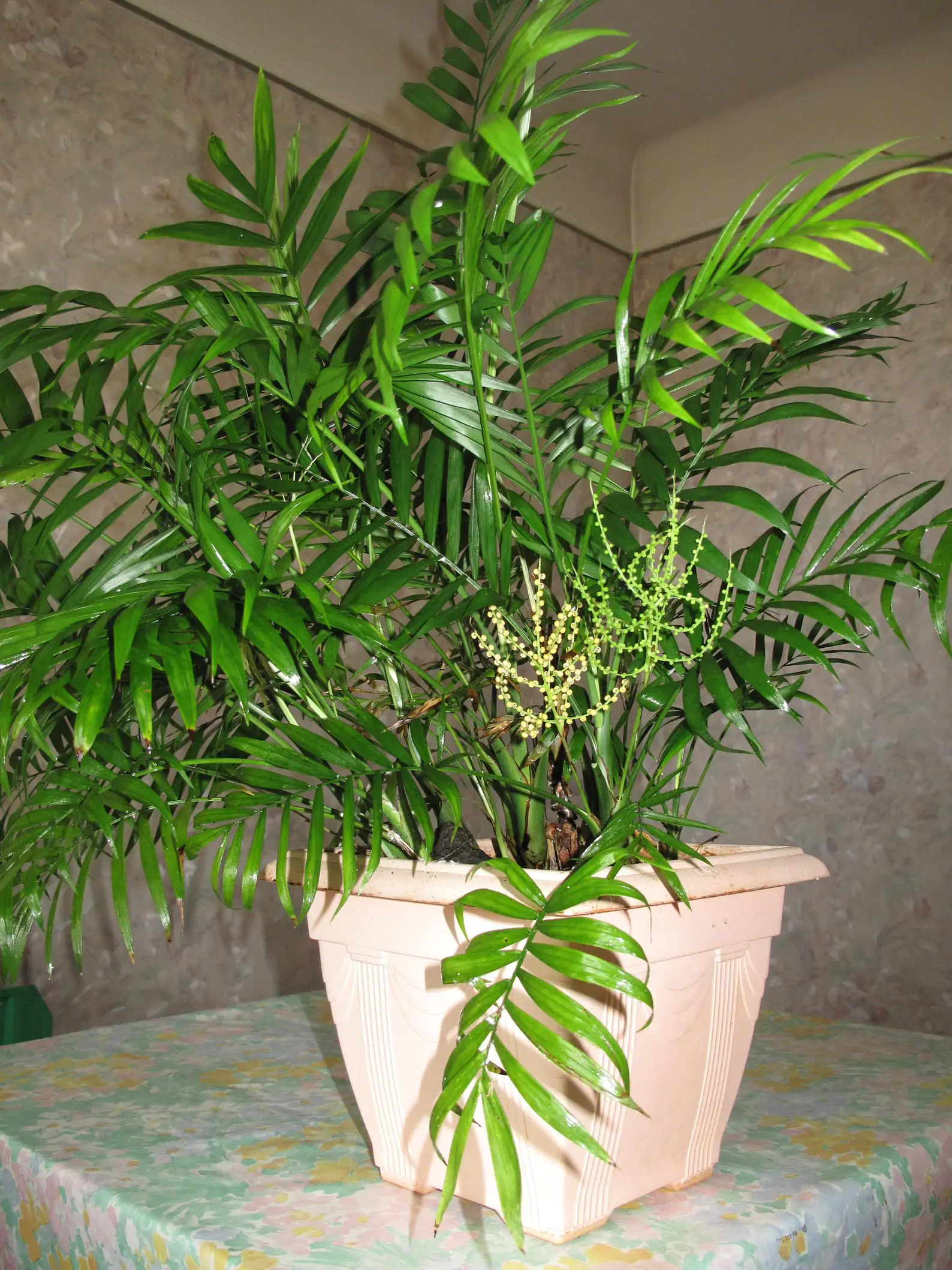 Chamaedorea elegans - Parlor Palm - Image 3