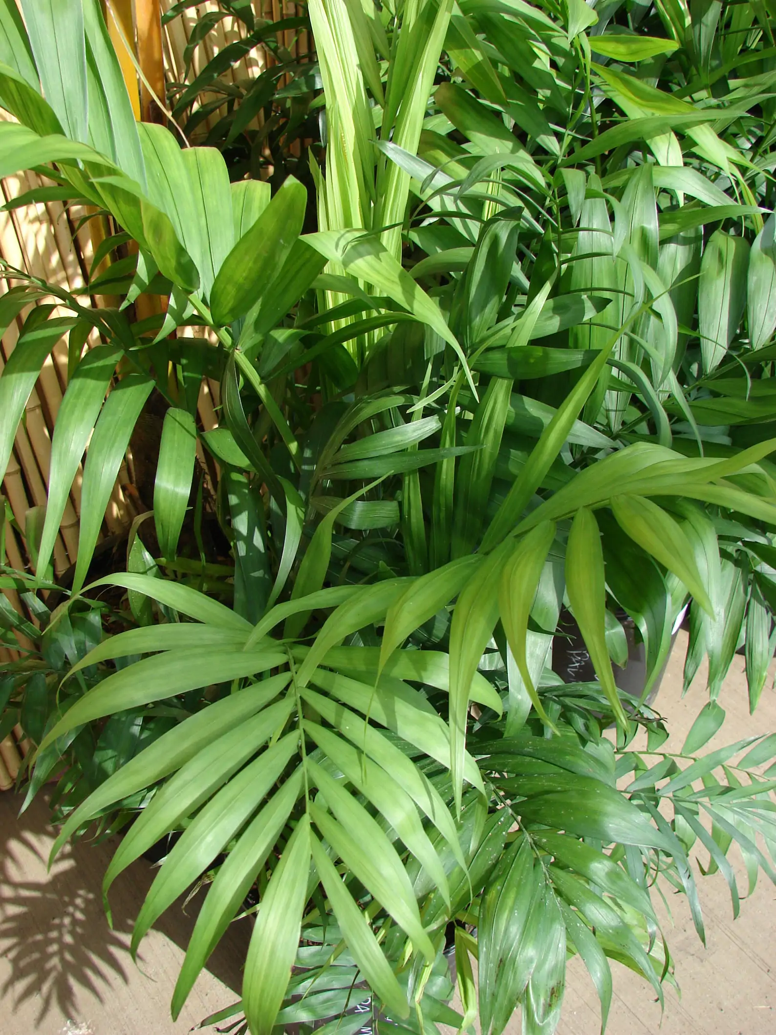 Chamaedorea elegans - Parlor Palm - Image 4