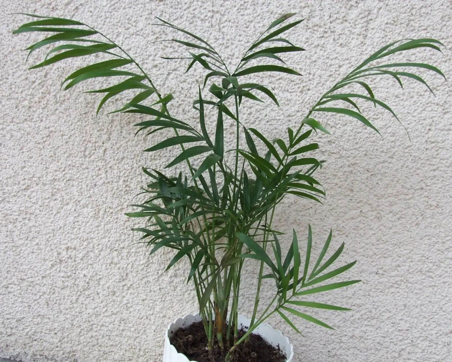 Chamaedorea elegans - Parlor Palm - Image 5