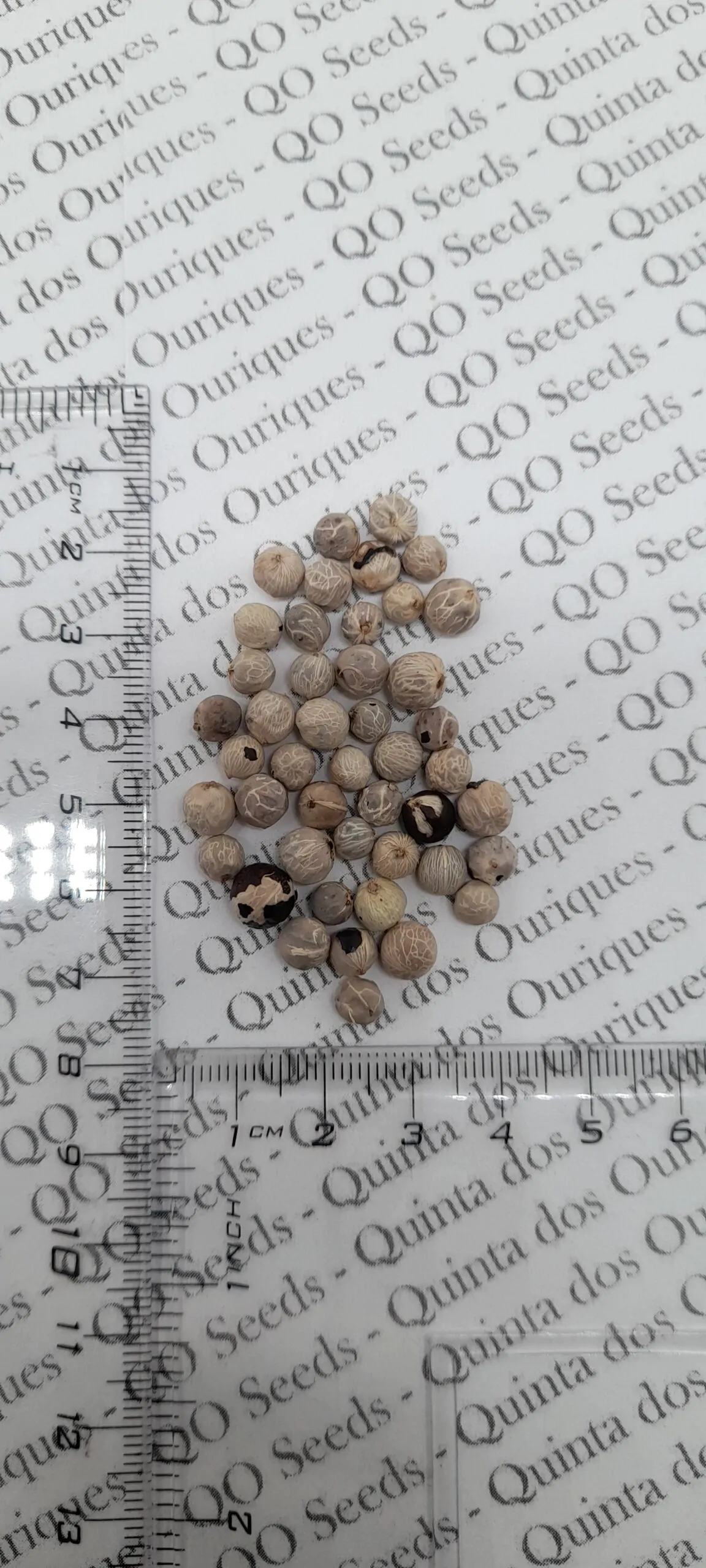 Chamaedorea elegans - Parlor Palm - Image 10