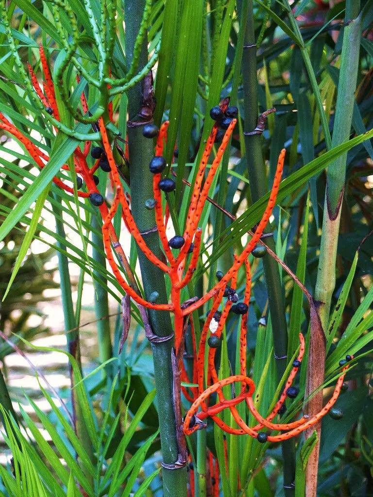 Chamaedorea seifrizii - Seifriz's Bamboo Palm