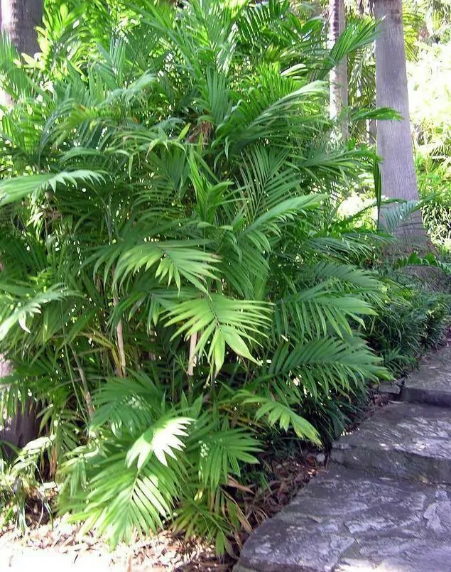 Chamaedorea seifrizii - Seifriz's Bamboo Palm - Image 3