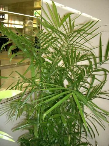 Chamaedorea seifrizii - Seifriz's Bamboo Palm - Image 4
