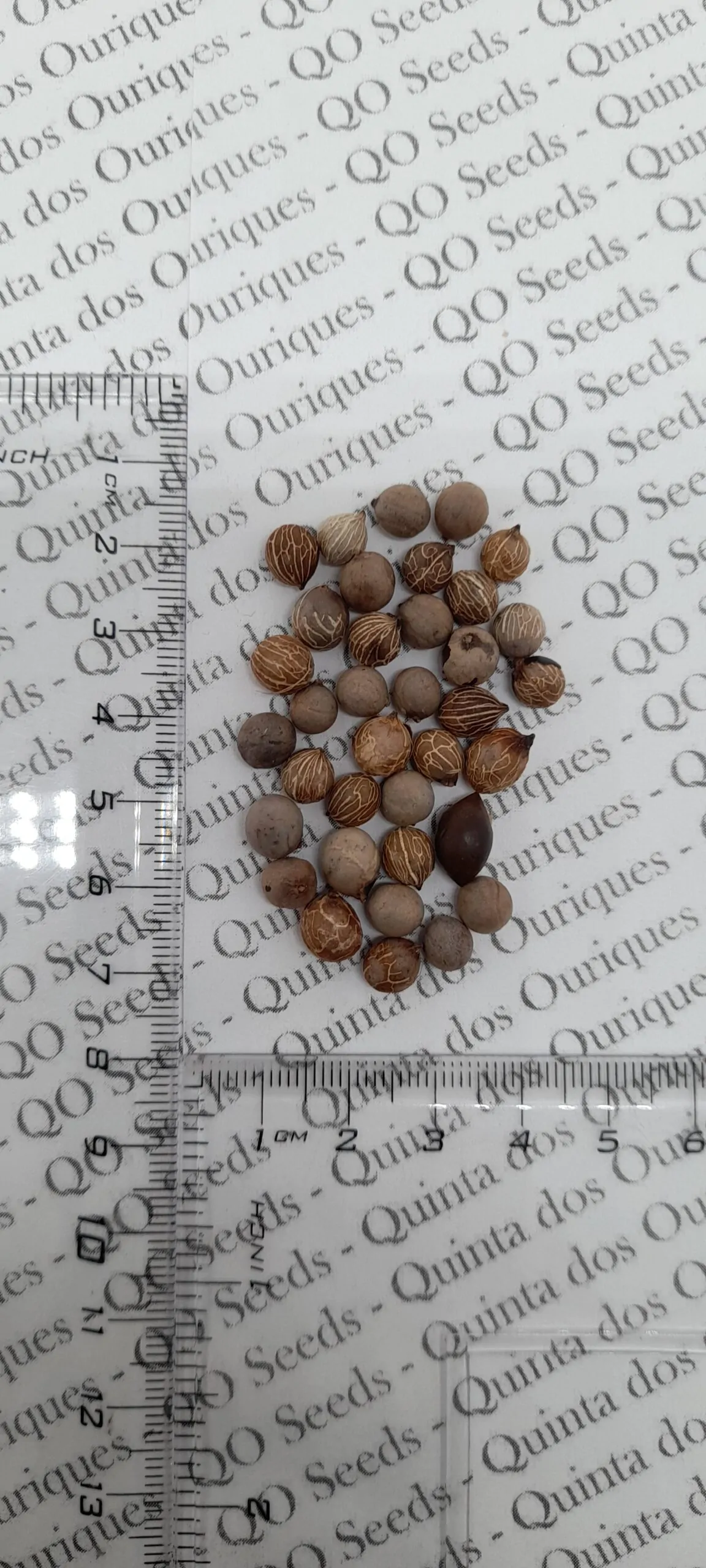 Chamaedorea seifrizii - Seifriz's Bamboo Palm - Image 7