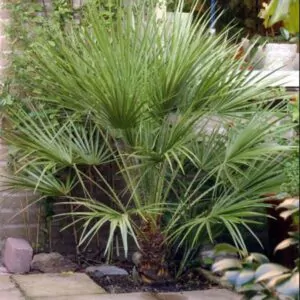 Chamaerops humilis var. cerifera - Blue Mediterranean Fan Palm