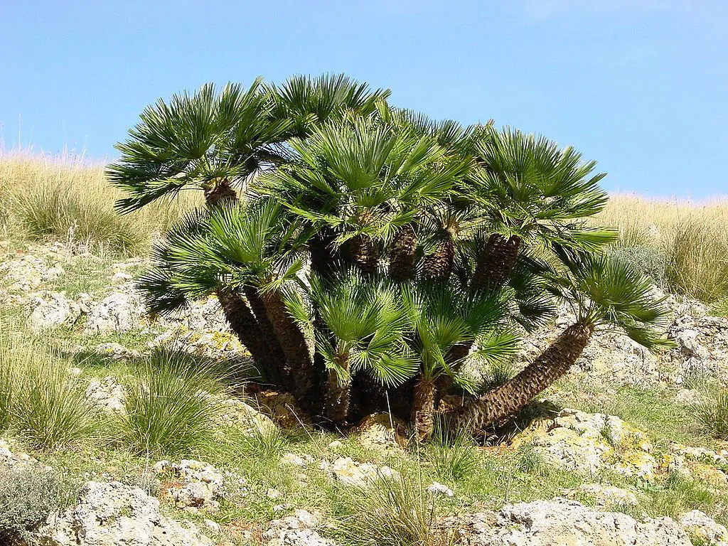 Chamaerops humilis var. cerifera - Blue Mediterranean Fan Palm - Image 6