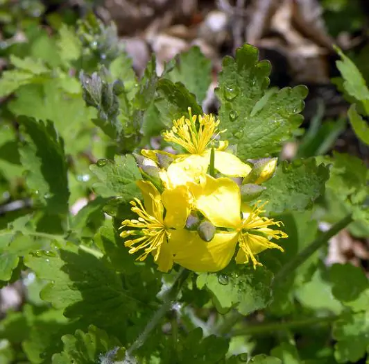 Chelidonium majus - Swallow Weed, Celandine, Wart Weed, Callus Weed, Greater Celandine - Image 3